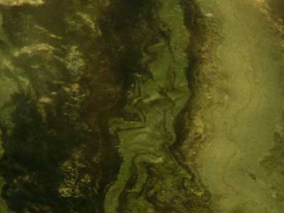 Antique Green · Photograph from the Marmi di Carrara archive