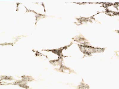Marmi di Carrara Srl - Since 1956 Italian Marbles , Granite Onyx · صورة من أرشيف مارمي دي كارارا