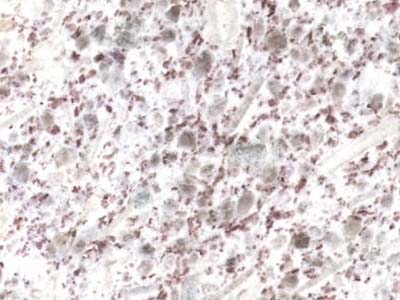 BZZ · Фото из архива Marmi di Carrara