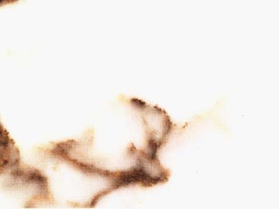Fantastico Arni · صورة من أرشيف مارمي دي كارارا