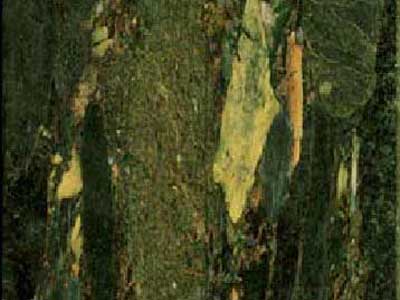 Green Breccia MNA · Foto aus dem Archiv Marmi di Carrara
