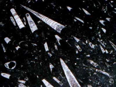 Moroccan Fossile Black · صورة من أرشيف مارمي دي كارارا