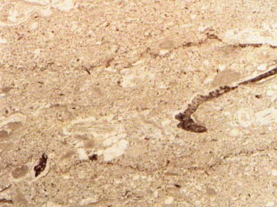 Nocciolato Scuro · صورة من أرشيف مارمي دي كارارا