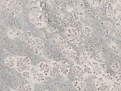 Prata Ornamental · Photograph from the Marmi di Carrara archive