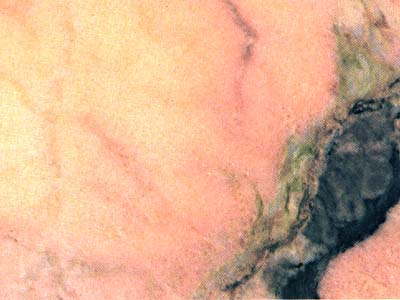 Rosa Aurora (mex.) · Foto aus dem Archiv Marmi di Carrara