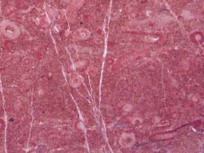 Taurus Cherry · Фото из архива Marmi di Carrara