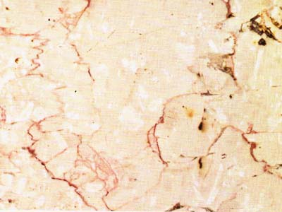 Trani Fiorito · صورة من أرشيف مارمي دي كارارا